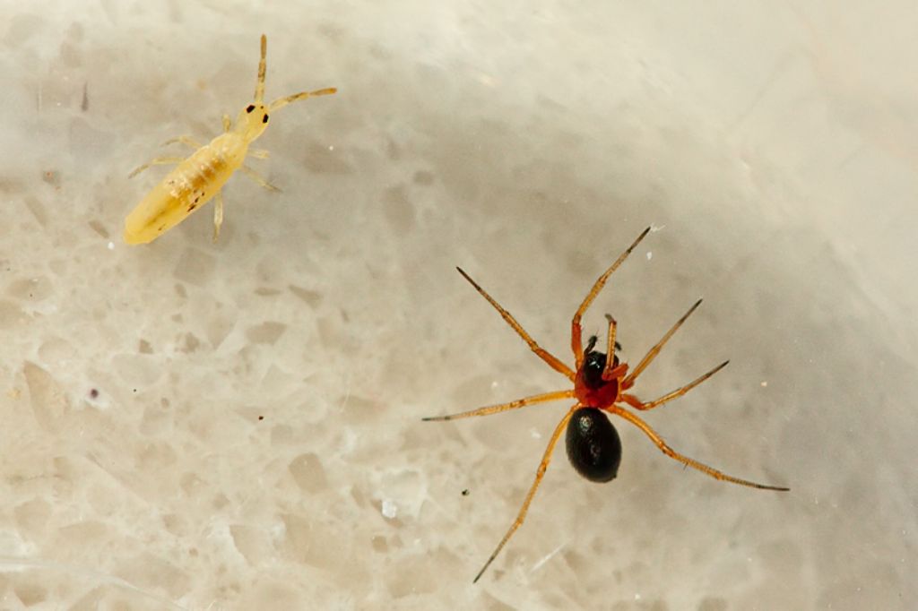 Coppia di Linyphiidae  - Malta